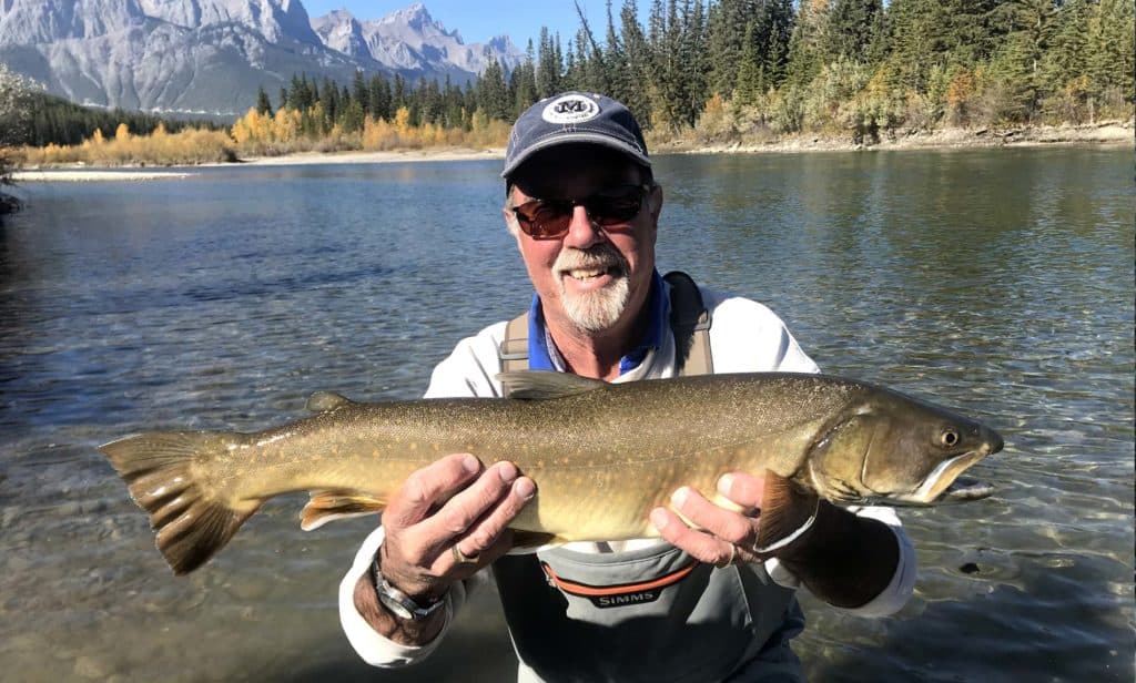 guided fly fishing client holding large brown trout on the bow river near canmore
